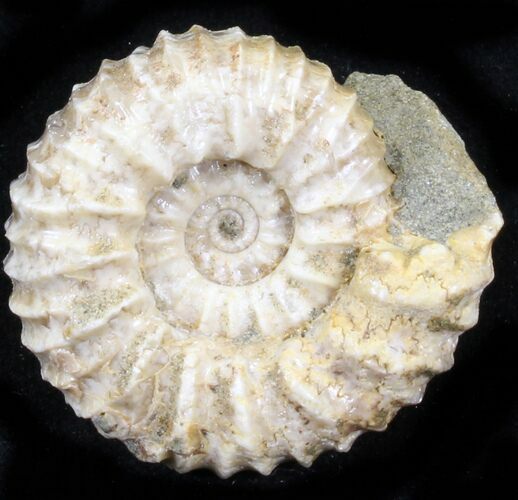 Pavlovia Ammonite Fossil - Siberia #29739